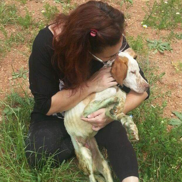 Stichting Zwerfhonden Turkije
