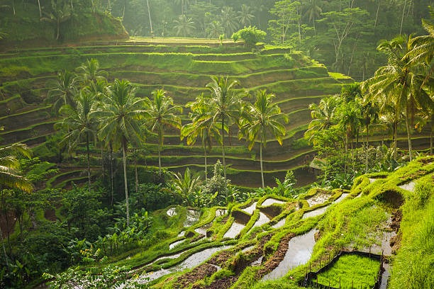 Wat te doen op Bali?