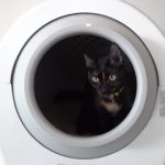 Beste automatische kattenbak