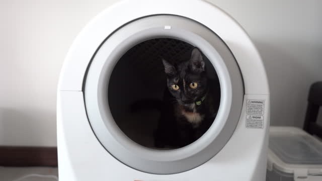 Beste automatische kattenbak