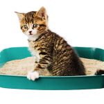 Hoe vaak moet je de kattenbak verschonen