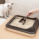 Wanneer gaan kittens op de kattenbak