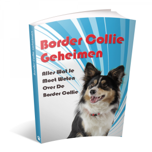 Training Border Collie