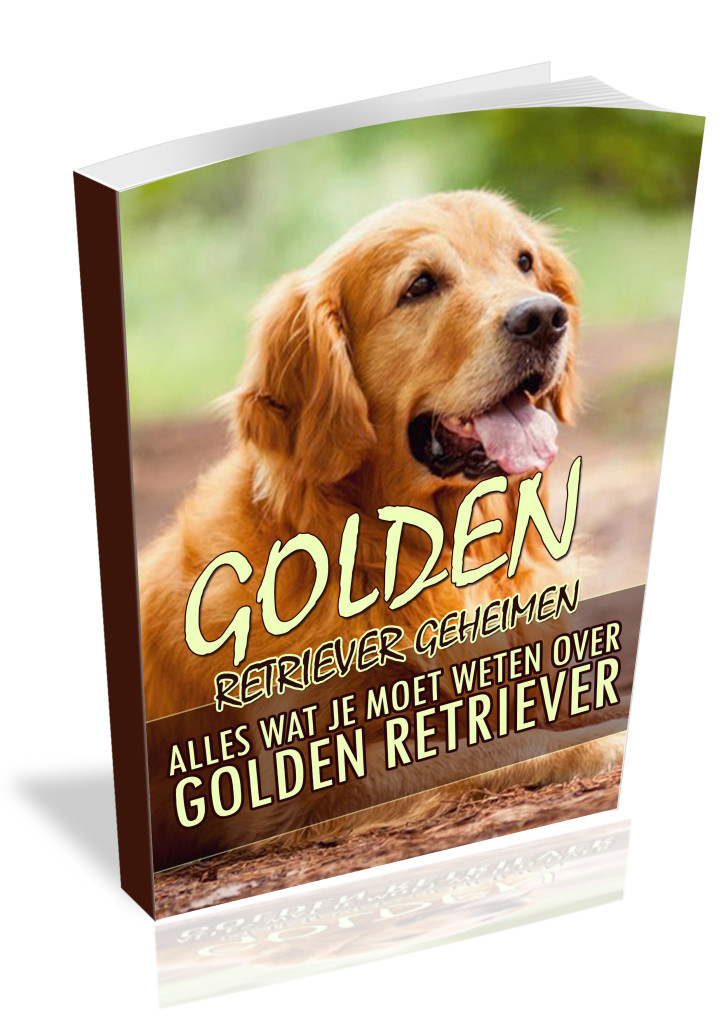 Training Golden Retriever