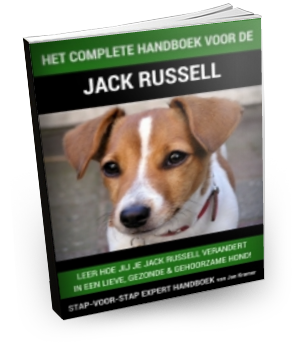 Jack Russell training